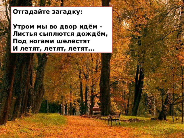 Отгадайте загадку:  Утром мы во двор идём - Листья сыплются дождём, Под ногами шелестят И летят, летят, летят... 