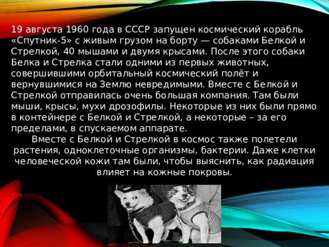 19 августа 1960 года в СССР запущен космический корабль «Спутник-5» с живым грузом на борту — собаками Белкой и Стрелкой, 40 мышами и двумя крысами. После этого собаки Белка и Стрелка стали одними из первых животных, совершившими орбитальный космический полёт и вернувшимися на Землю невредимыми. Вместе с Белкой и Стрелкой отправилась очень большая компания. Там были мыши, крысы, мухи дрозофилы. Некоторые из них были прямо в контейнере с Белкой и Стрелкой, а некоторые – за его пределами, в спускаемом аппарате. Вместе с Белкой и Стрелкой в космос также полетели растения, одноклеточные организмы, бактерии. Даже клетки человеческой кожи там были, чтобы выяснить, как радиация влияет на кожные покровы.   