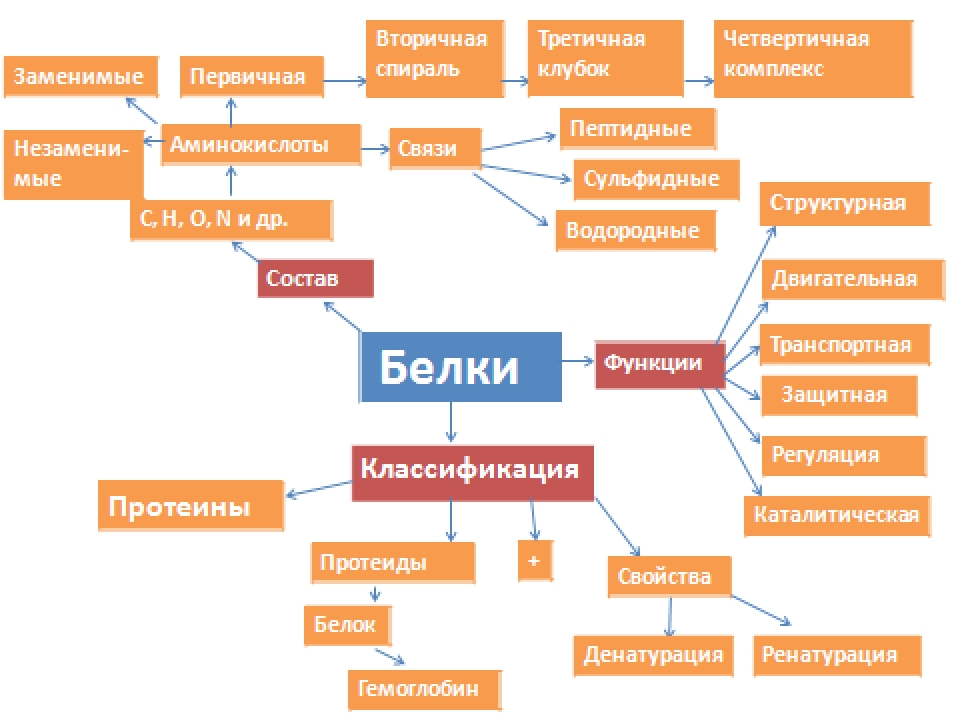 Классификация белков схема