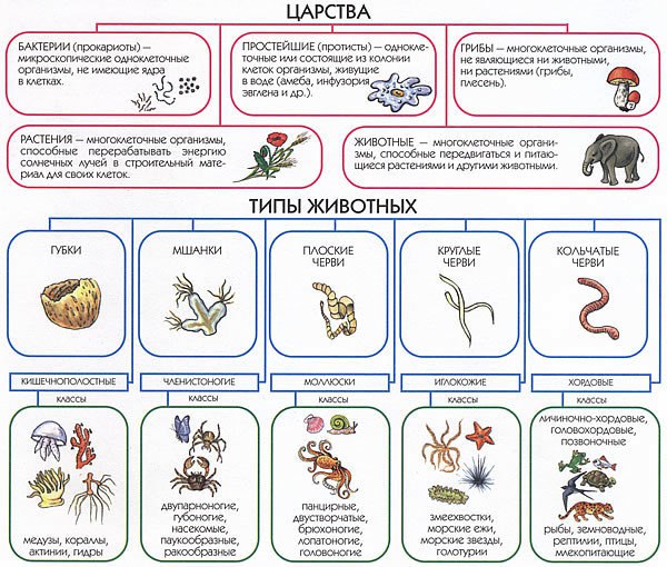 Таблицы по биологии картинки