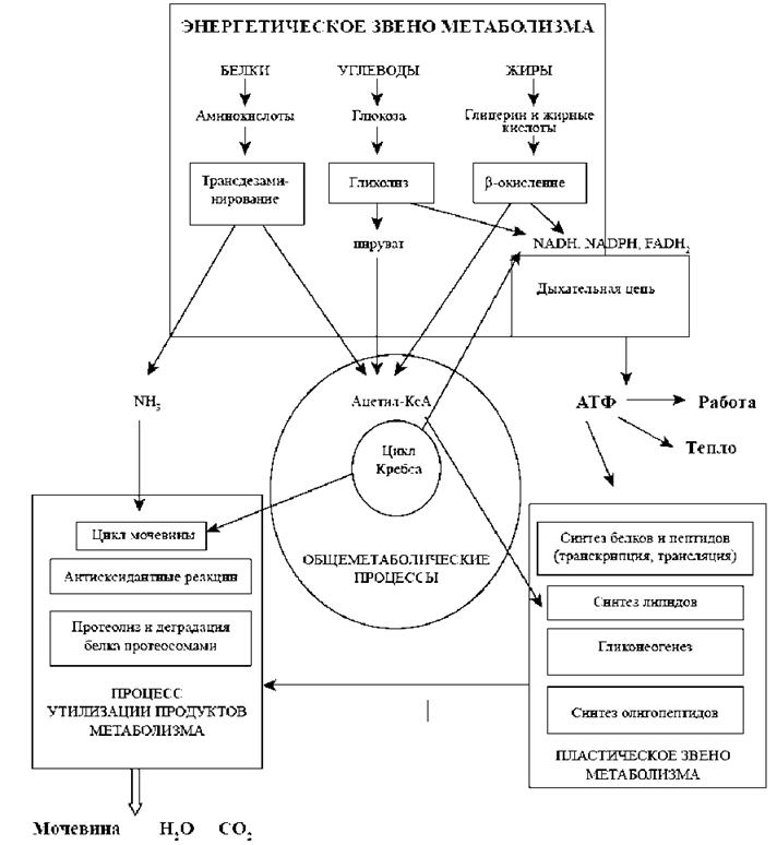 Общая схема обмена веществ