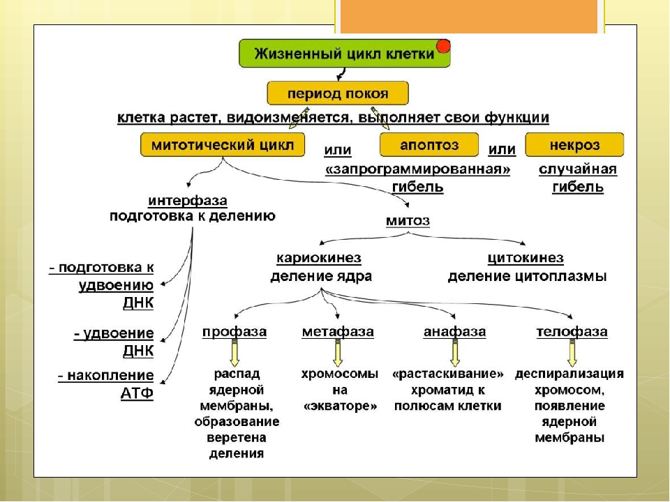 Схема биология 9 класс