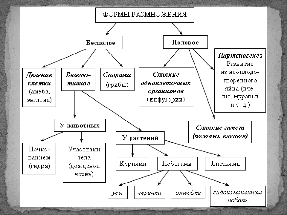 Виды схем и таблиц