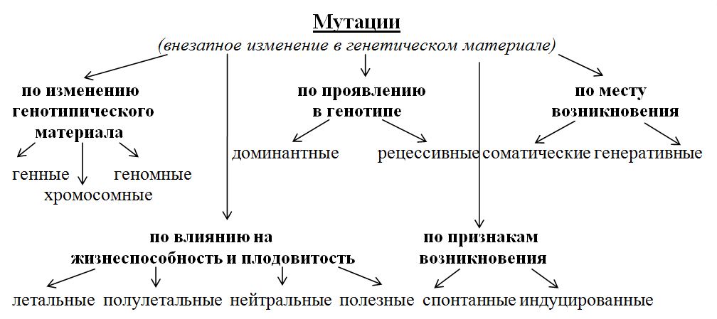 Схема формы изменчивости бактерий