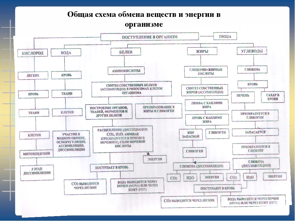 Общая схема метаболизма