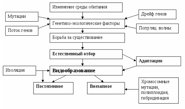 Представьте в виде схемы многообразие элементарных эволюционных факторов биология 9 класс