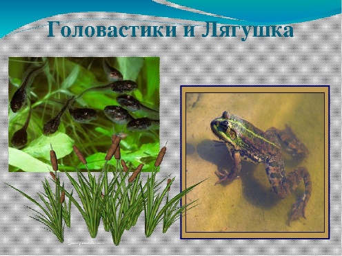 Жизнь в пресных водах 4 класс тесты. Головастики лягушек. Головастики лягушек и жаб. Лягушка пресных водоемов. Лягушки от головастика.