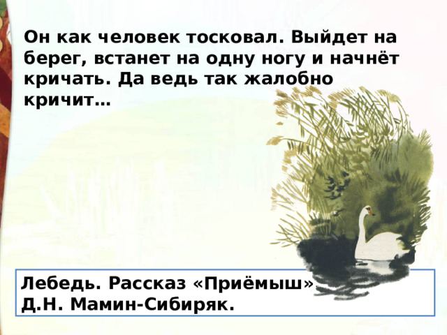 Он как человек тосковал. Выйдет на берег, встанет на одну ногу и начнёт кричать. Да ведь так жалобно кричит… Лебедь. Рассказ «Приёмыш». Д.Н. Мамин-Сибиряк. 