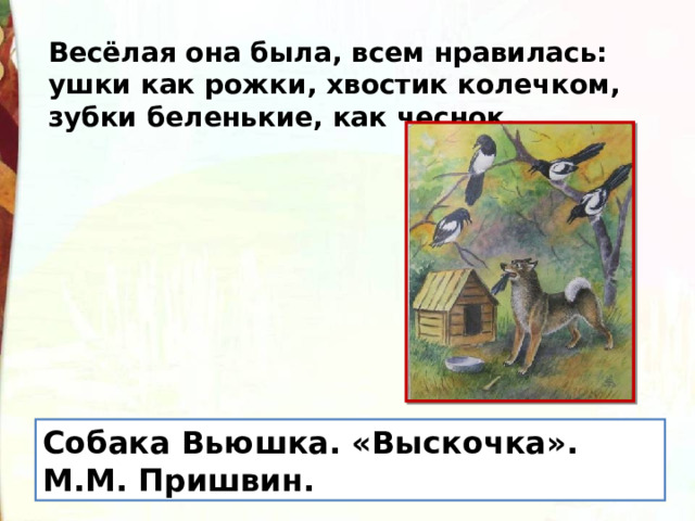 Весёлая она была, всем нравилась: ушки как рожки, хвостик колечком, зубки беленькие, как чеснок. Собака Вьюшка. «Выскочка». М.М. Пришвин. 