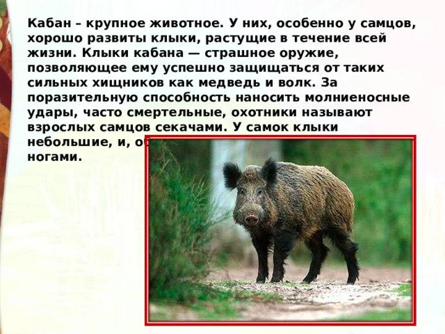 Кабан – крупное животное. У них, особенно у самцов, хорошо развиты клыки, растущие в течение всей жизни. Клыки кабана — страшное оружие, позволяющее ему успешно защищаться от таких сильных хищников как медведь и волк. За поразительную способность наносить молниеносные удары, часто смертельные, охотники называют взрослых самцов секачами. У самок клыки небольшие, и, обороняясь, они кусают, рвут и топчут ногами. 