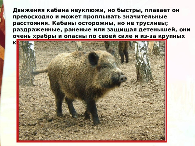 Движения кабана неуклюжи, но быстры, плавает он превосходно и может проплывать значительные расстояния. Кабаны осторожны, но не трусливы; раздраженные, раненые или защищая детенышей, они очень храбры и опасны по своей силе и из-за крупных клыков. 