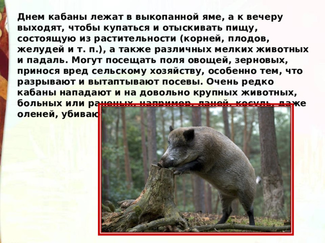 Днем кабаны лежат в выкопанной яме, а к вечеру выходят, чтобы купаться и отыскивать пищу, состоящую из растительности (корней, плодов, желудей и т. п.), а также различных мелких животных и падаль. Могут посещать поля овощей, зерновых, принося вред сельскому хозяйству, особенно тем, что разрывают и вытаптывают посевы. Очень редко кабаны нападают и на довольно крупных животных, больных или раненых, например, ланей, косуль, даже оленей, убивают и поедают их. 