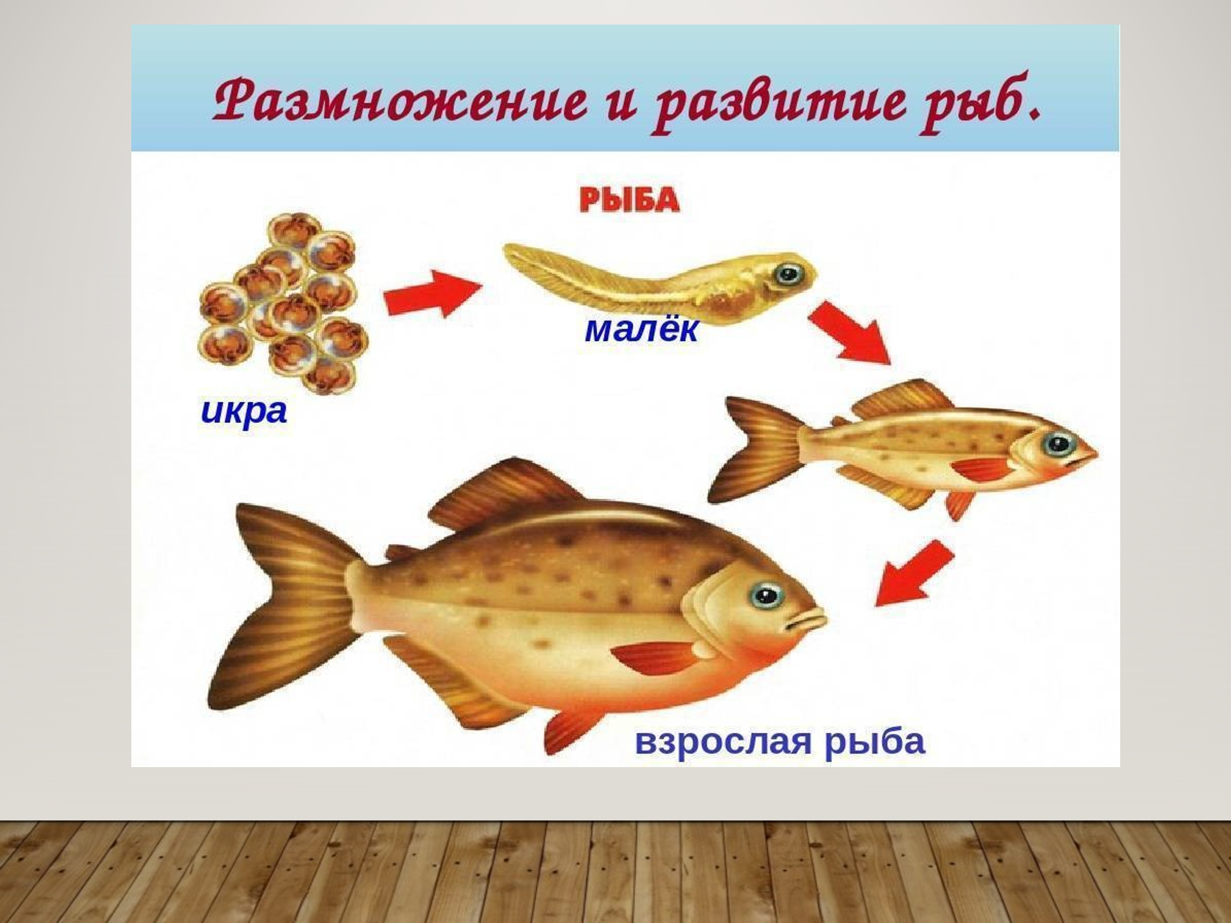 Окружающий мир размножение развитие животных. Размножение рыб схема 3 класс. Жизненный цикл рыбы схема. Стадии развития рыбы схема. Стадии развития рыбы в картинках.