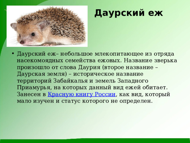 Даурский еж   Даурский еж– небольшое млекопитающее из отряда насекомоядных семейства ежовых. Название зверька произошло от слова Даурия (второе название – Даурская земля) – историческое название территорий Забайкалья и земель Западного Приамурья, на которых данный вид ежей обитает. Занесен в  Красную книгу России , как вид, который мало изучен и статус которого не определен. 