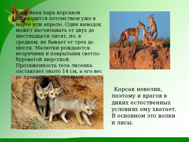 Семейная пара корсаков обзаводится потомством уже в марте или апреле. Один выводок может насчитывать от двух до шестнадцати лисят, но, в среднем, их бывает от трех до шести. Малютки рождаются незрячими и покрытыми светло-буроватой шерсткой. Протяженность тела лисенка составляет около 14 см, а его вес не превышает 60 граммов.  Корсак невелик, поэтому и врагов в диких естественных условиях ему хватает. В основном это волки и лисы. 