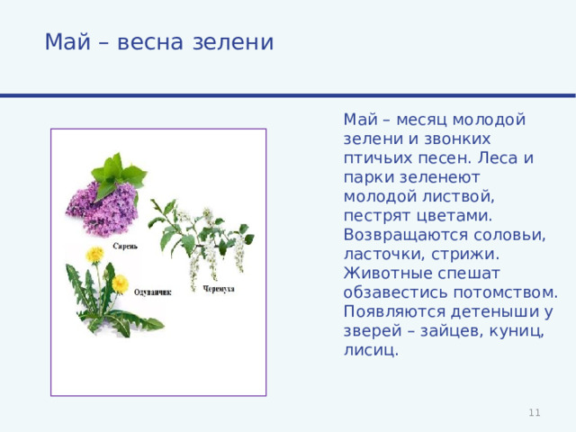 Май – весна зелени Май – месяц молодой зелени и звонких птичьих песен. Леса и парки зеленеют молодой листвой, пестрят цветами. Возвращаются соловьи, ласточки, стрижи. Животные спешат обзавестись потомством. Появляются детеныши у зверей – зайцев, куниц, лисиц.  