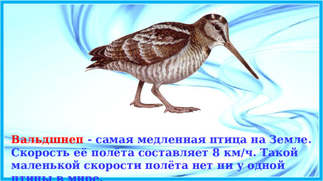 Что такое птица. Самая медленная птица. Самая медленная птица в мире. Кто такие птицы Нимбусы