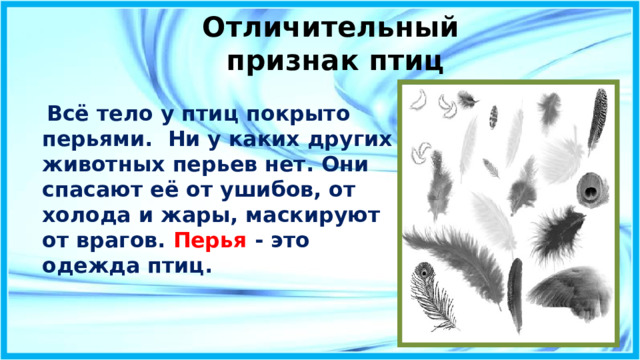 Кто такие птицы 1 класс презентация школа. Перья птиц окружающий мир 1 класс. Перья птиц использование. Перья птиц галки окружающий мир 1 класс. Исследуем перья птиц 1 перо воробья.