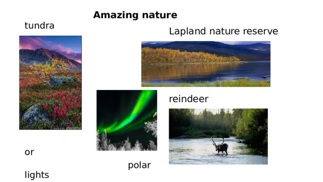 Amazing nature tundra  Aurora or  polar lights  Lapland nature reserve  reindeer 