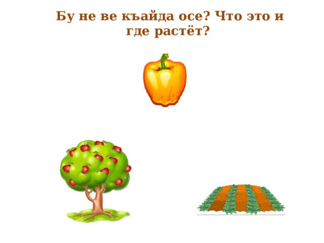 Бу не ве къайда осе? Что это и где растёт? 