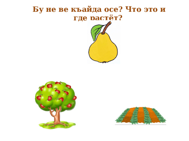 Бу не ве къайда осе? Что это и где растёт? 