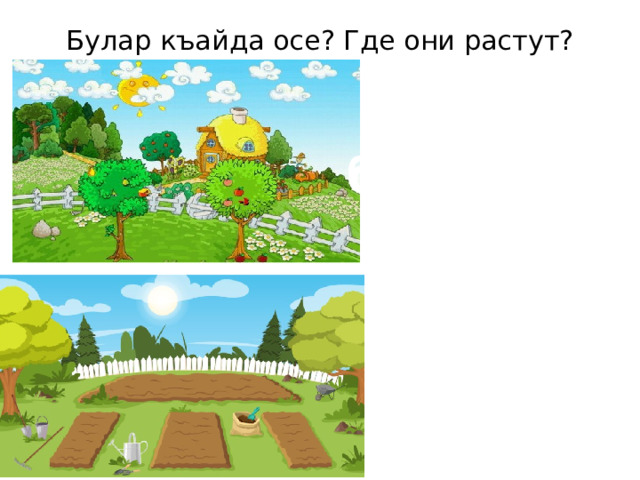 Булар къайда осе? Где они растут? … багъчада осе. … бостанда осе. 