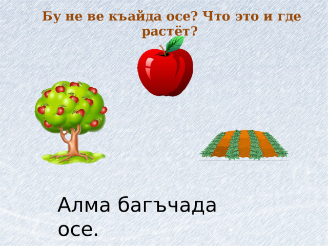 Бу не ве къайда осе? Что это и где растёт? Алма багъчада осе. 