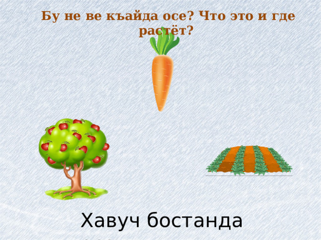 Бу не ве къайда осе? Что это и где растёт? Хавуч бостанда осе. 