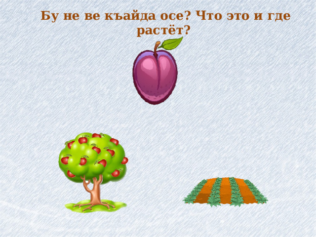 Бу не ве къайда осе? Что это и где растёт? 