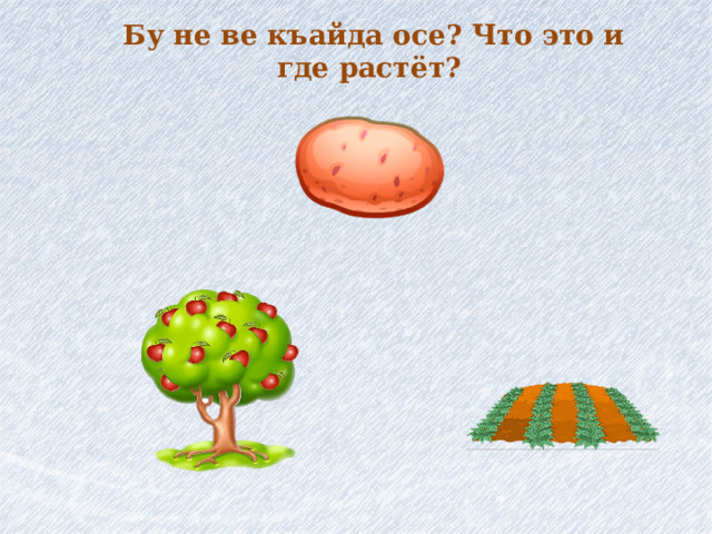 Бу не ве къайда осе? Что это и где растёт? 