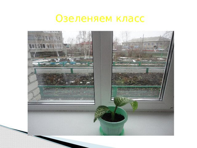 Озеленяем класс 