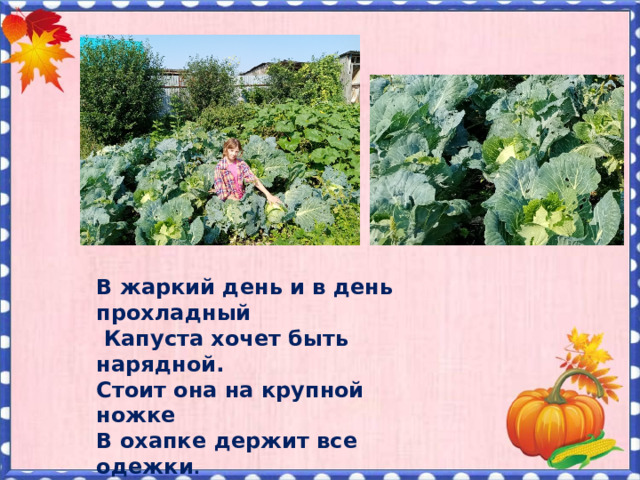 В жаркий день и в день прохладный  Капуста хочет быть нарядной. Стоит она на крупной ножке В охапке держит все одежки .    