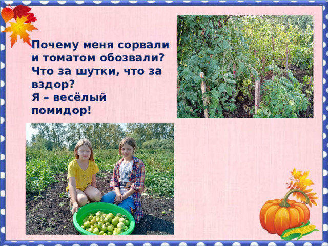 Почему меня сорвали и томатом обозвали? Что за шутки, что за вздор? Я – весёлый помидор!    