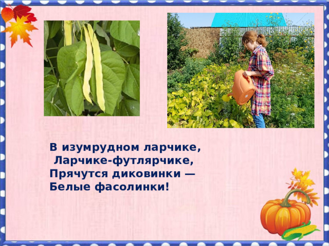 В изумрудном ларчике,  Ларчике-футлярчике, Прячутся диковинки — Белые фасолинки!    