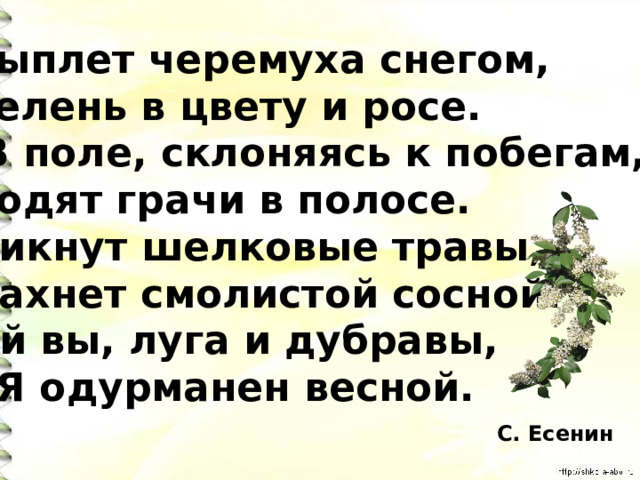 Главная мысль стихотворения сыплет черемуха снегом. Не обижайте тех кто вас души не чает стих.