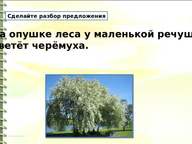 Сделайте разбор предложения На опушке леса у маленькой речушке цветёт черёмуха. 