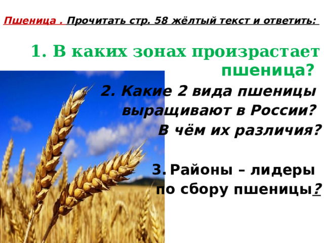  Пшеница . Прочитать стр. 58 жёлтый текст и ответить:   1. В каких зонах произрастает пшеница?  2. Какие 2 вида пшеницы выращивают в России?  В чём их различия?  Районы – лидеры по сбору пшеницы ? 