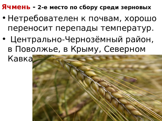 Ячмень   - 2-е место по сбору среди зерновых Нетребователен к почвам, хорошо переносит перепады температур.  Центрально-Чернозёмный район, в Поволжье, в Крыму, Северном Кавказе. 