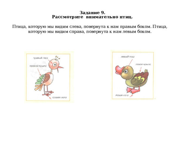 Задание 9.  Рассмотрите внимательно птиц. Птица, которую мы видим слева, повернута к нам правым боком. Птица, которую мы видим справа, повернута к нам левым боком. 