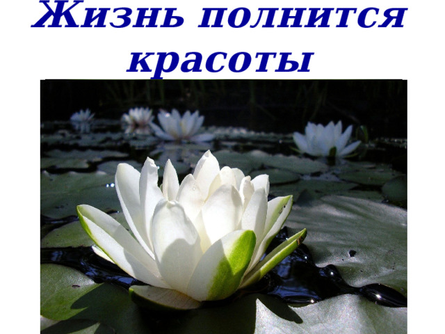 Жизнь полнится красоты 