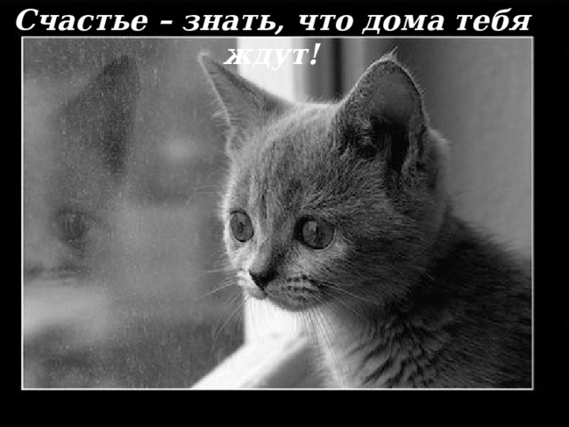 Счастье – знать, что дома тебя ждут! 