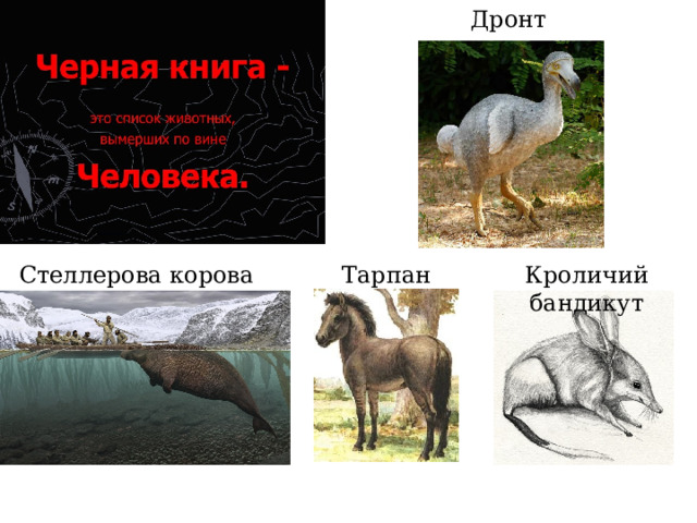 Дронт Стеллерова корова Тарпан Кроличий бандикут 