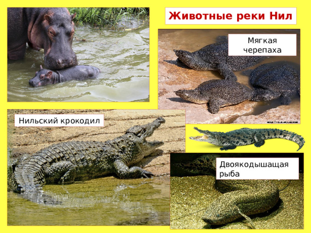 Животные реки Нил Мягкая черепаха Нильский крокодил Двоякодышащая рыба 