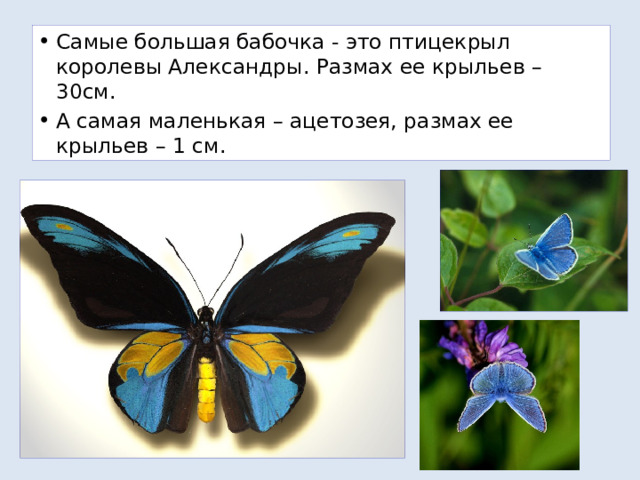 Самая большая и самая маленькая бабочка. Павлиноглазка атлас attacus atlas. Самая большая и самая маленькая бабочка. Бабочки большие и маленькие. Самая крупная и маленькая бабочка в мире.