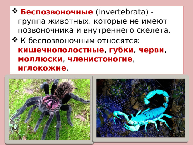 Беспозвоночные (Invertebrata) - группа животных, которые не имеют позвоночника и внутреннего скелета.   К беспозвоночным относятся: кишечнополостные , губки , черви , моллюски , членистоногие , иглокожие . 