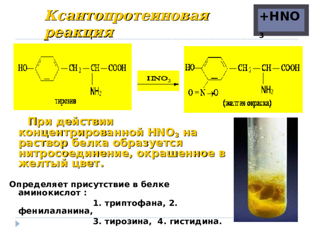 +HNO 3 Ксантопротеиновая реакция  При действии концентрированной НNО 3 на раствор белка образуется нитросоединение, окрашенное в желтый цвет.  Определяет присутствие в белке аминокислот :  1. триптофана, 2. фенилаланина,  3. тирозина, 4. гистидина.  