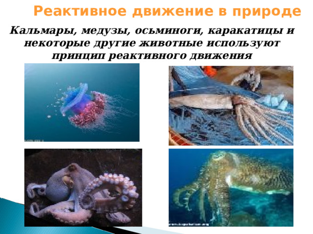 Реактивное движение в природе Кальмары, медузы, осьминоги, каракатицы и некоторые другие животные используют принцип реактивного движения 