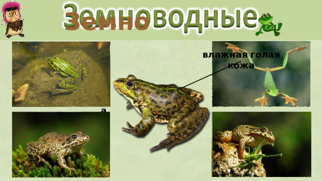 Земно влажная голая кожа лягушка жаба тритон саламандра  