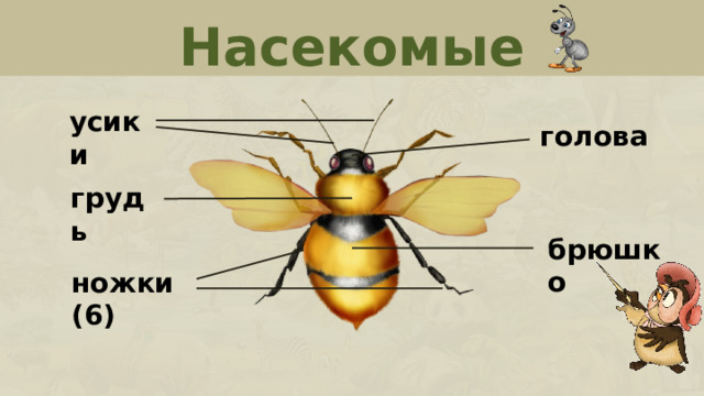 Главные признаки насекомых 2 класс. Признаки насекомых усики. Признаки насекомых для дошкольников. Основные признаки насекомого для дошкольников. Количество усиков у насекомых.