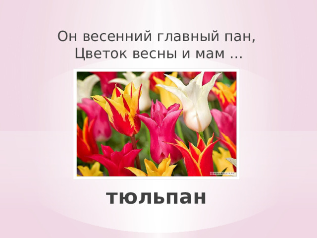 Он весенний главный пан,  Цветок весны и мам … тюльпан 